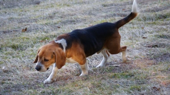 prechadzka-verny spoločník