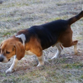 prechadzka-verny spoločník