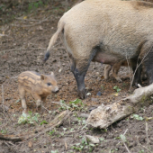 dnešny obiav mladých na jesen