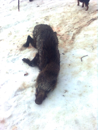 postrieľany kanec 19.5cm