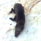 postrieľany kanec 19.5cm