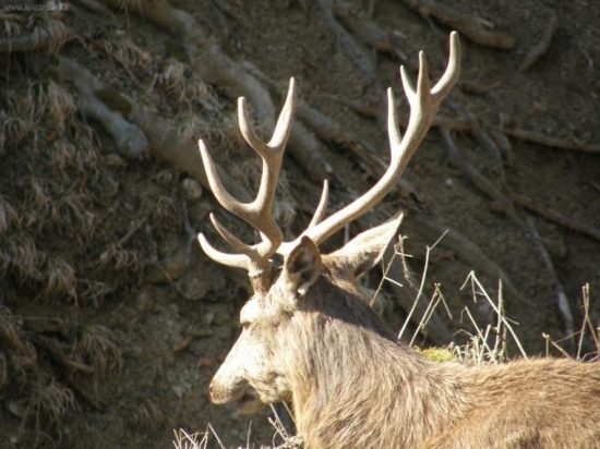 jeden z tych mladsich