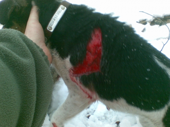 polovacka na diviaky