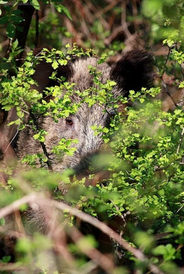 diviacica-rizikova vzdialenost