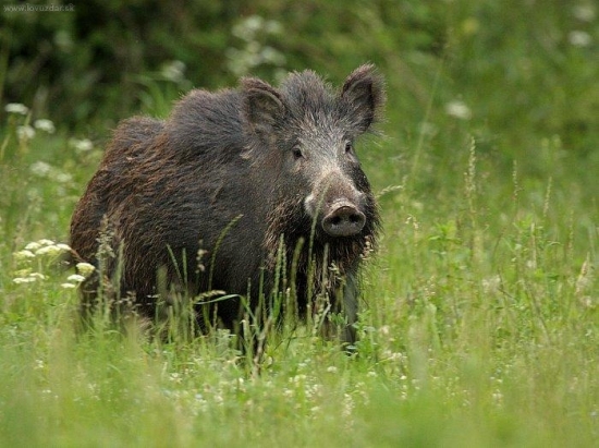 uspesna skuska noveho maskovania