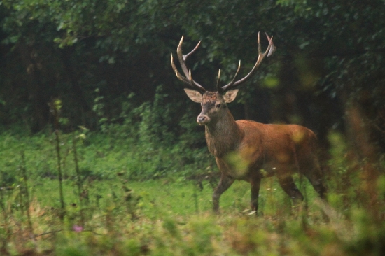príchod na scénu...