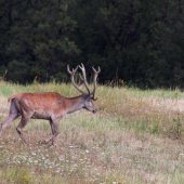 raritak