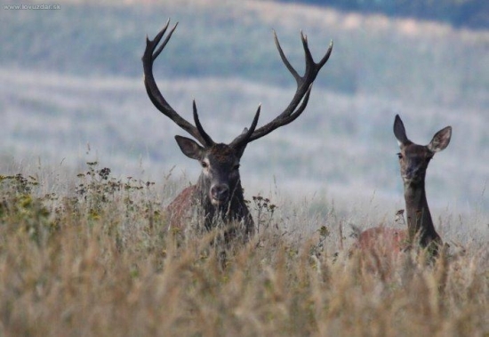 svadobna fotografia:)