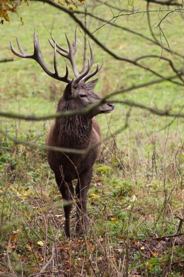 po svojom chodnicku...
