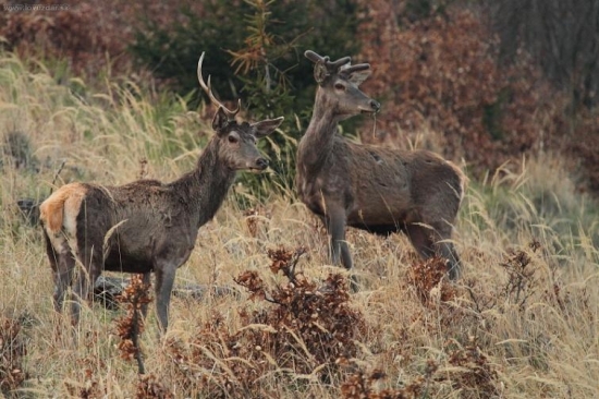 v tichu lesnej rubane