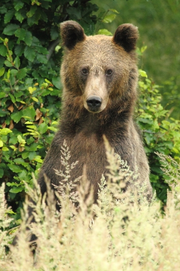 skoro som bobika pustil:)