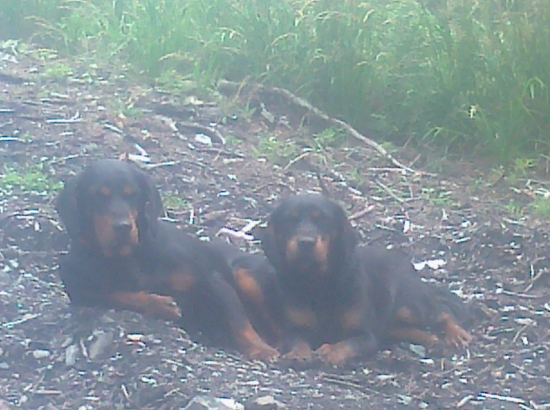 Odloženie na voľno