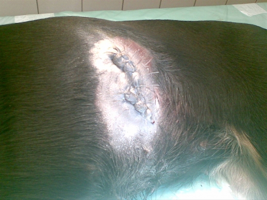 Bara doplatila na svoju odvaznost,stret diviaka na dohladavke .