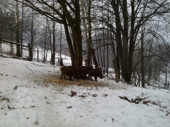 Novy prirastok v novo zalozenej Diviacej Oborky