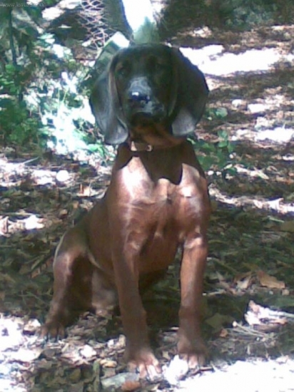 5-mesacny potomok(Gera Lesnicka Luka)