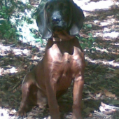 5-mesacny potomok(Gera Lesnicka Luka)