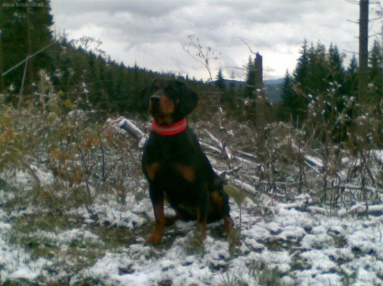 ZORA (v pozadi vysledok Vetrovej kalamity zo dna 12.10.2009)