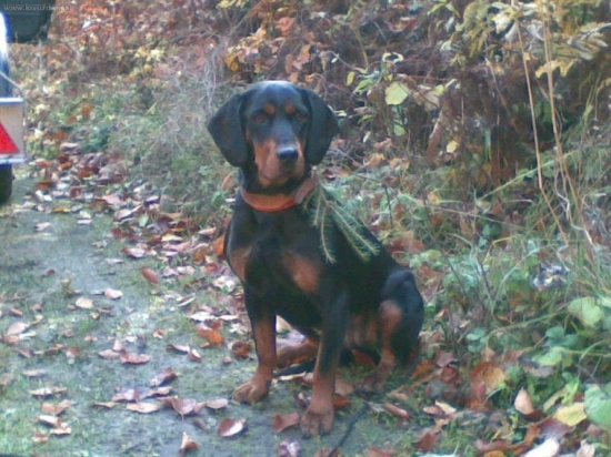 Zora opat nesklamala(narocna dohladavka)