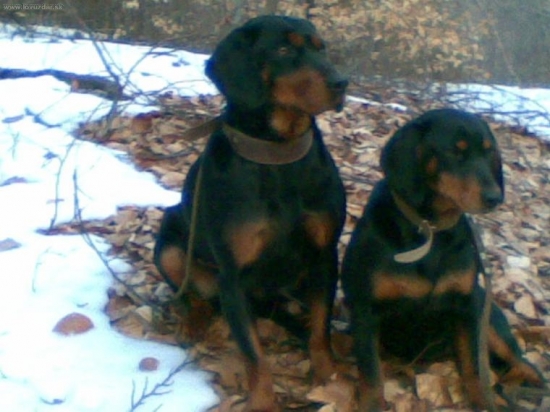 Odlozenie Zora Vlci potok,Bystra z Evkinho Dvora