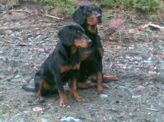 Zora vlci potok,Bystra z evkinho dvora(odlozenie)