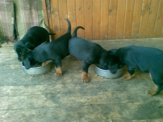 Zoriny potomkovia ( 5 týždňou)