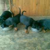 Zoriny potomkovia ( 5 týždňou)