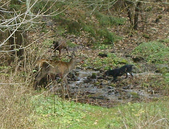 úspešná dohladávka - spolupráca farbiara a kopova