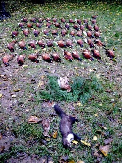 prvá spoločná na bažanty