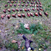 prvá spoločná na bažanty