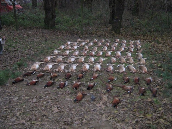 1. spoločná na zajace
