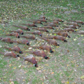 prvá spoločná polovačka