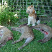 2 rány - všechny na hlavu