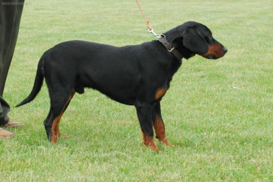 Víťazný kopov Dušana Jankaja