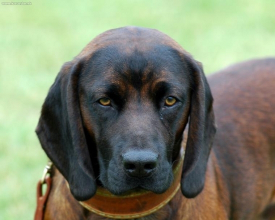 Juditin krásavec z Michaloviec detail