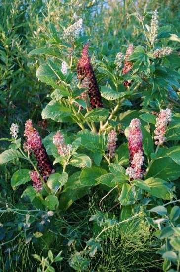 Poraďte, aký je to kvet