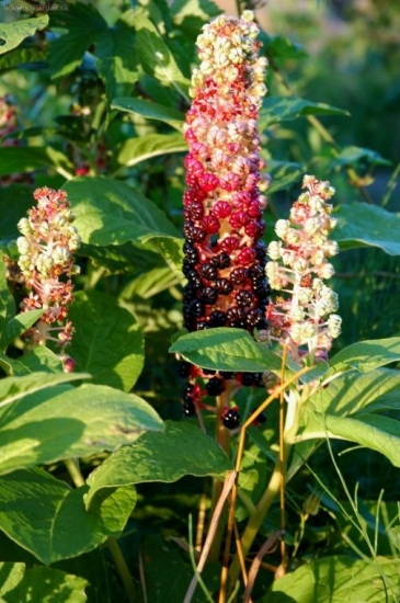 Poraďte, aký je to kvet - DETAIL