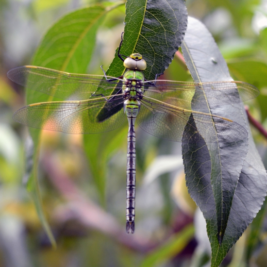 Vážka, iný pohľad