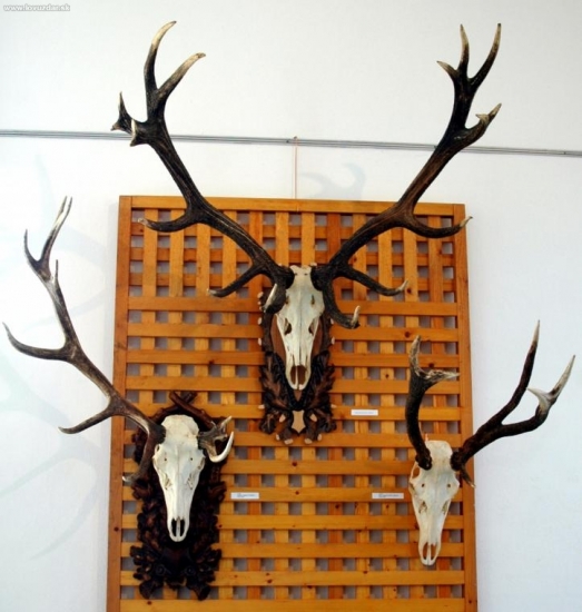 Z histórie zemplínskeho poľovníctva - čelná stena