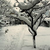 ..a jej včerajšie snehové kráľovstvo