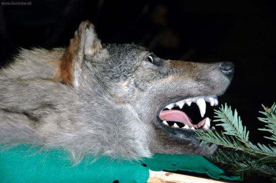 Chovateľská prehliadka SO, MI, TV 2009 Vlčko