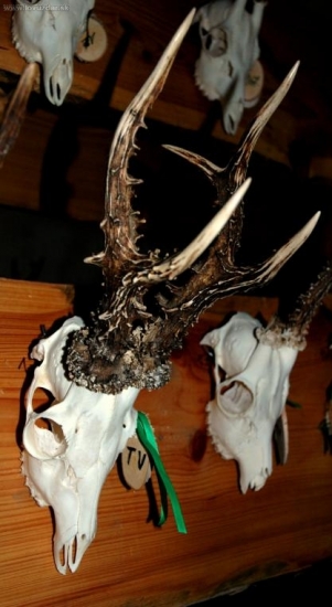 Chovateľská výstava okresov MI, TV, SO 2010