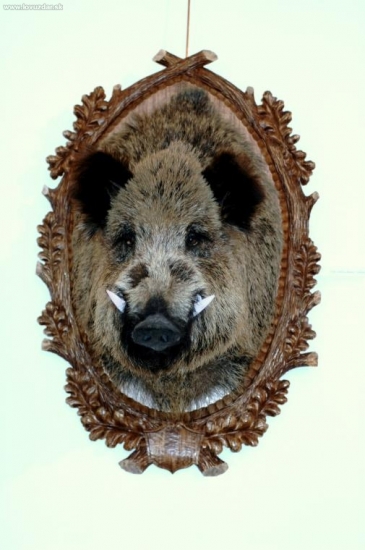 Z histórie zemplínskeho poľovníctva