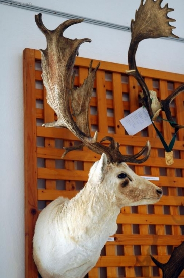 Z histórie zemplínskeho poľovníctva - albín