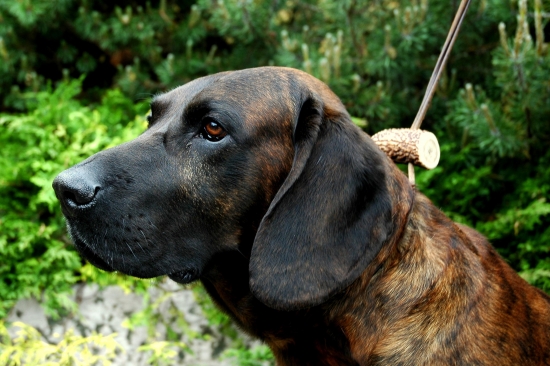 Český šampión HB