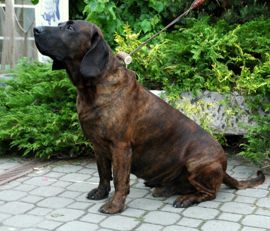 Český šampión HB II