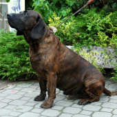 Český šampión HB II
