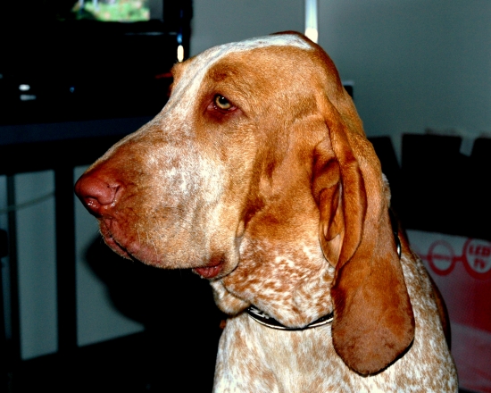 Spestrenie plemien I