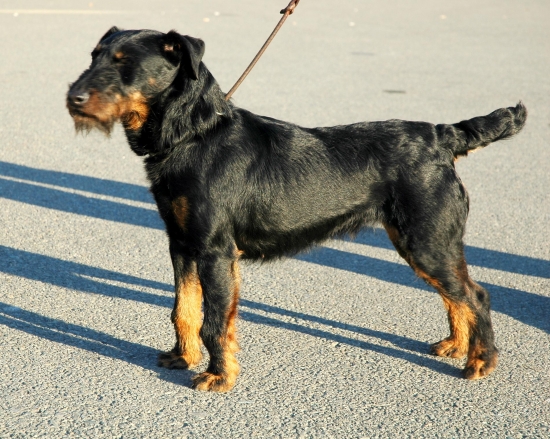 Prezentácia KCHJagdt v Čechách, svetová výstava BRNO 2010