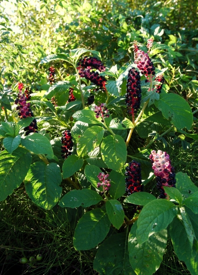 Po roku opäť najdená