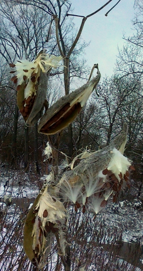 Krása lužných lesov I